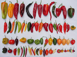 chiles en nogada